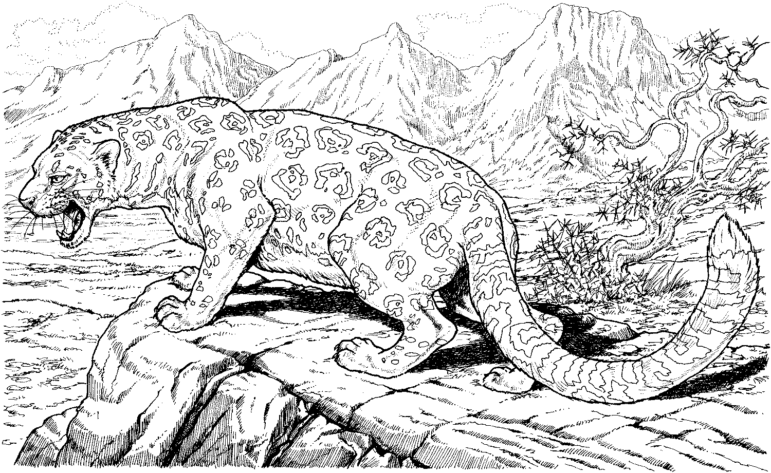 Kolorowanka Leopard w Górach - Pobierz i Wydrukuj kolorowanka do druku